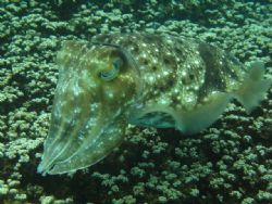 photo taken at Malaysia Tioman by Bok Leng Tan 